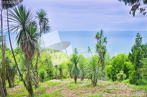 Image of palm trees 