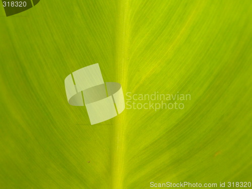 Image of leaf