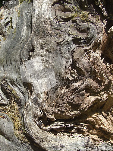 Image of dead-wood