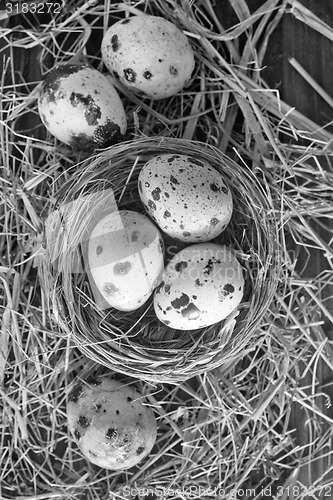 Image of quail eggs