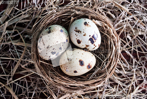 Image of quail eggs
