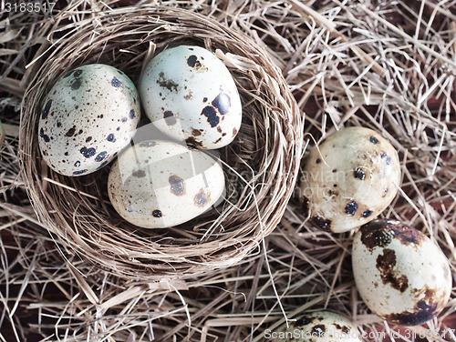 Image of quail eggs