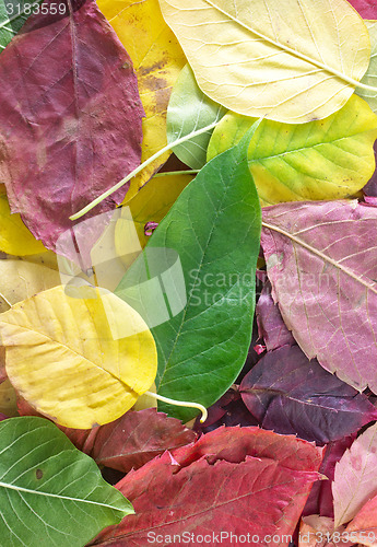 Image of autumn background