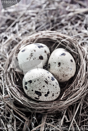 Image of quail eggs