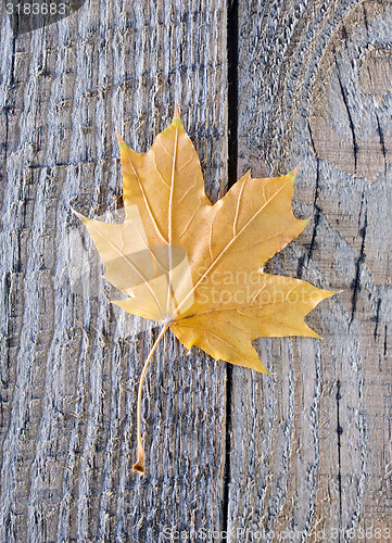 Image of autumn background
