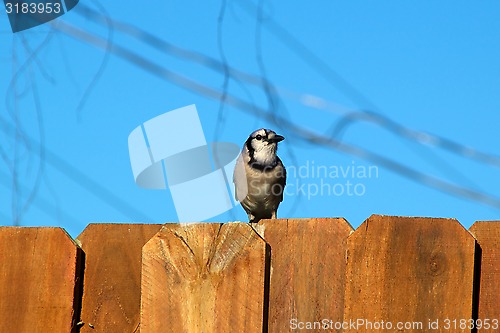 Image of blue jay bird on fence looking away
