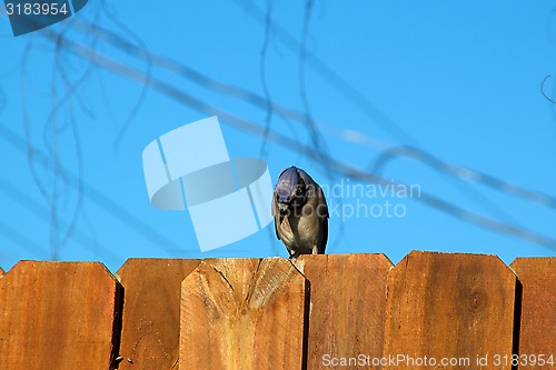 Image of blue jay bird on fence looking down