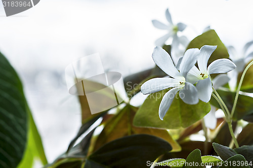 Image of White flowers on the window 