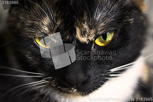 Image of Face of cat close 