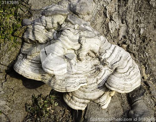Image of Layered bracket fungi on tree
