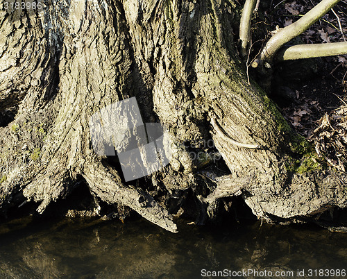 Image of Tree roots by creek