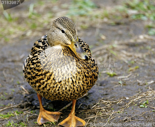 Image of cute mallard