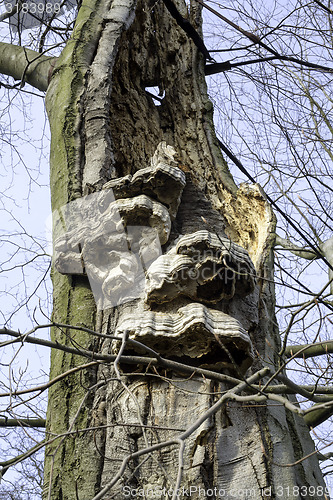 Image of Layered bracket fungi on tree