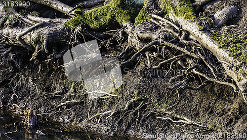 Image of Tree roots by creek