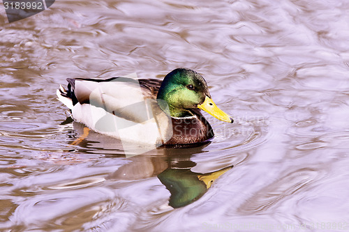 Image of cute mallard