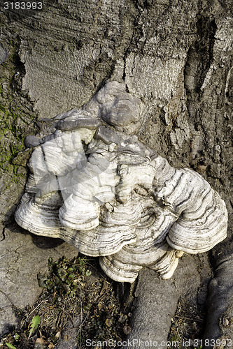 Image of Layered bracket fungi on tree