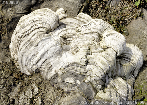 Image of Layered bracket fungi on tree