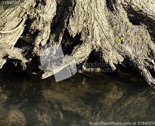 Image of Tree roots by creek