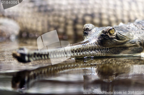 Image of Gharial (also known as the gavial)