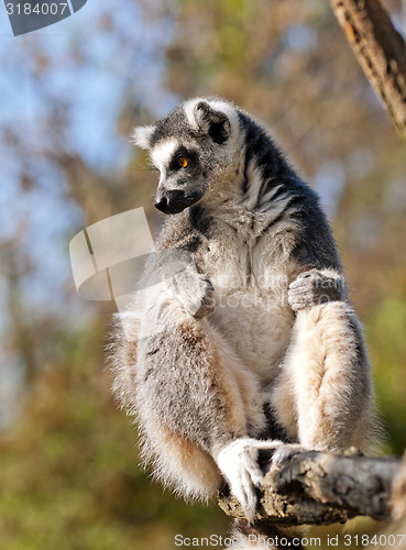 Image of Ring-tailed lemur (Lemur catta) 