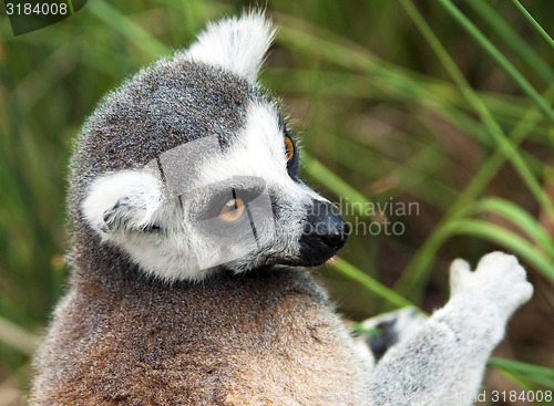 Image of Ring-tailed lemur (Lemur catta) 