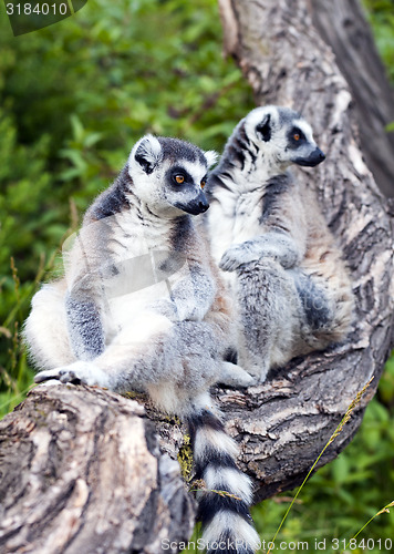 Image of Ring-tailed lemur (Lemur catta) 