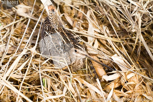 Image of Common snipe