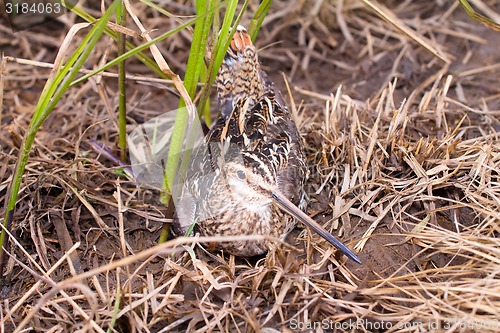 Image of Common snipe