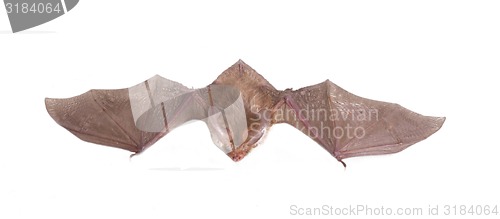 Image of long-eared bat isolated on white