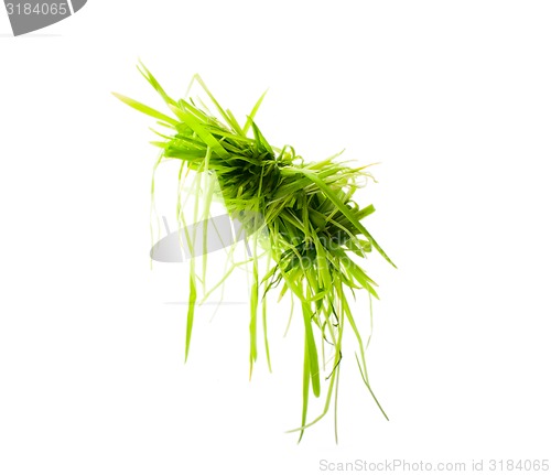 Image of hanging bright green grass isolated