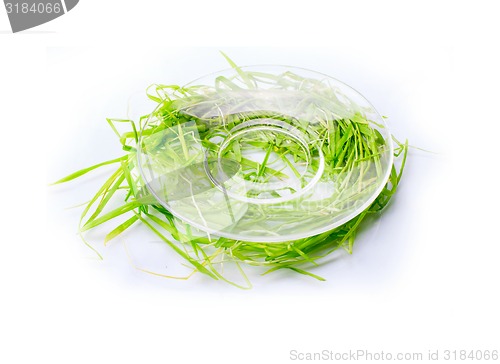 Image of saucer and green grass isolated