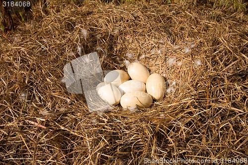 Image of nest of the Swan in the Arctic