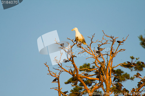 Image of flight starlings  bird and  big seagull on  tree