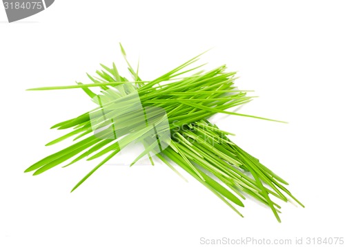 Image of green grass in bundles isolated on white 