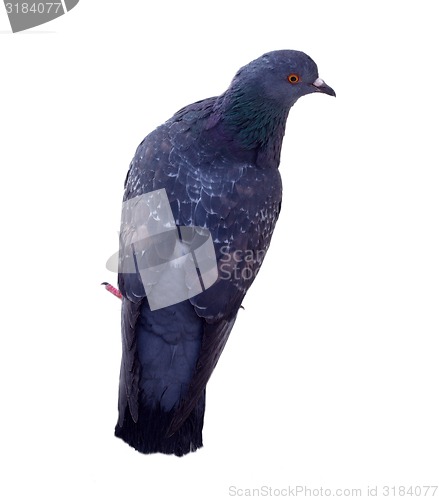 Image of pigeon on a white background