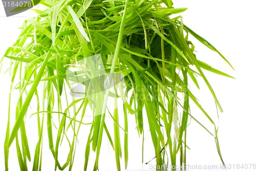 Image of hanging bright green grass isolated