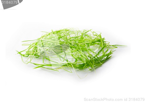 Image of saucer and green grass isolated