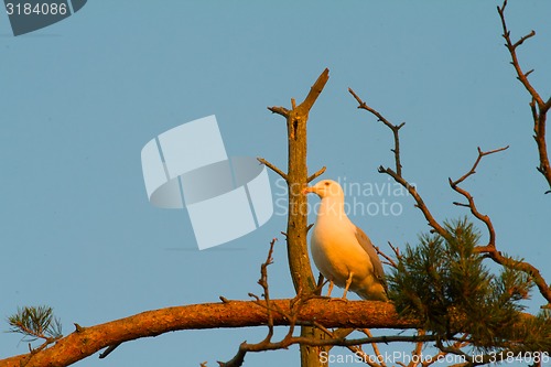 Image of seagull big white on a branch. colony of birds.