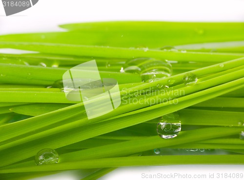 Image of green grass and water drop macro