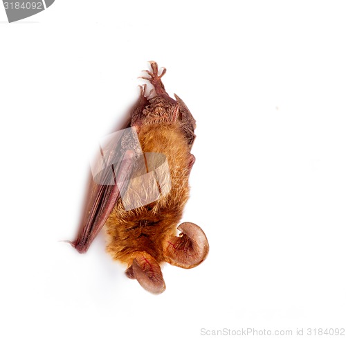 Image of long-eared bat isolated on white