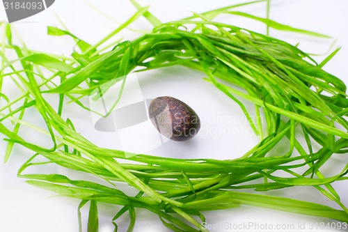 Image of stone in green grass isolated