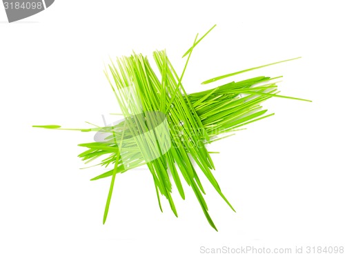 Image of green grass in bundles isolated on white 