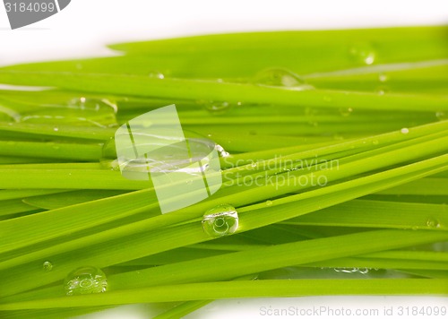 Image of green grass and water drop macro