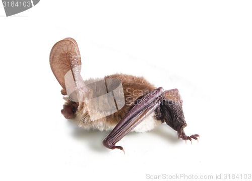 Image of long-eared bat isolated on white