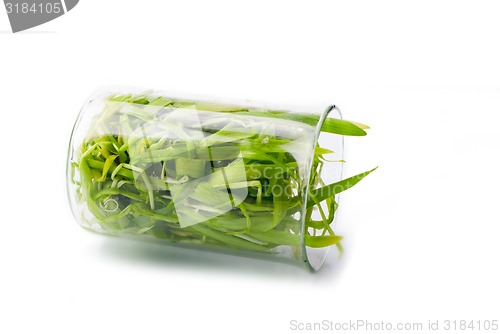 Image of filling bright green grass isolated