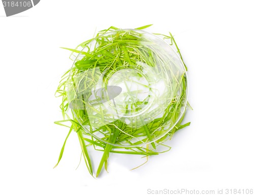 Image of saucer and green grass isolated