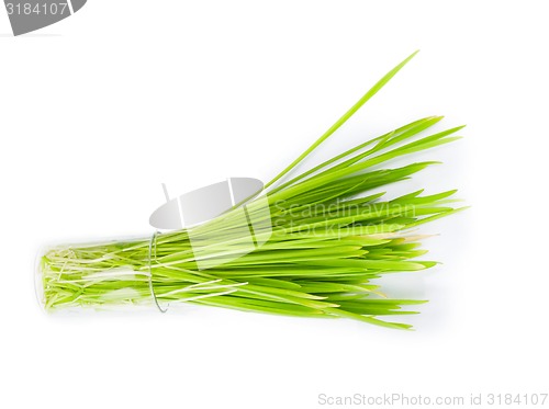 Image of filling bright green grass isolated