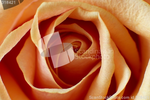 Image of Orange rose - macro