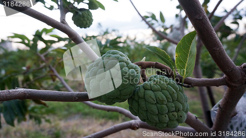 Image of custard apple