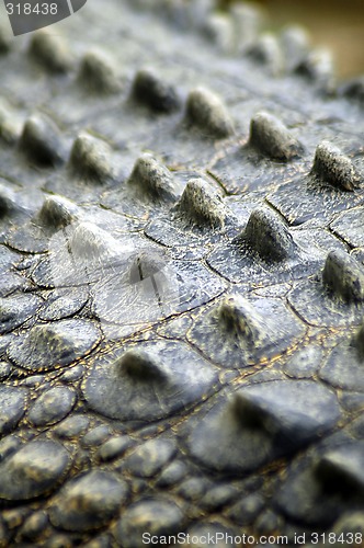 Image of crocodile skin